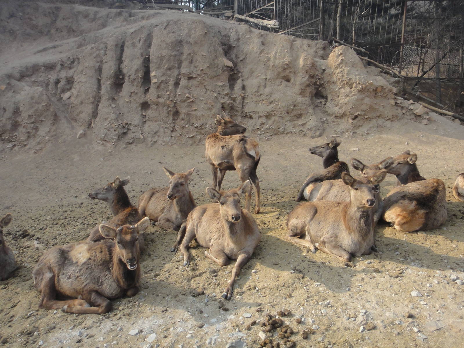 Manchurian Wapiti (Cervus canadensis xanthopygus)
