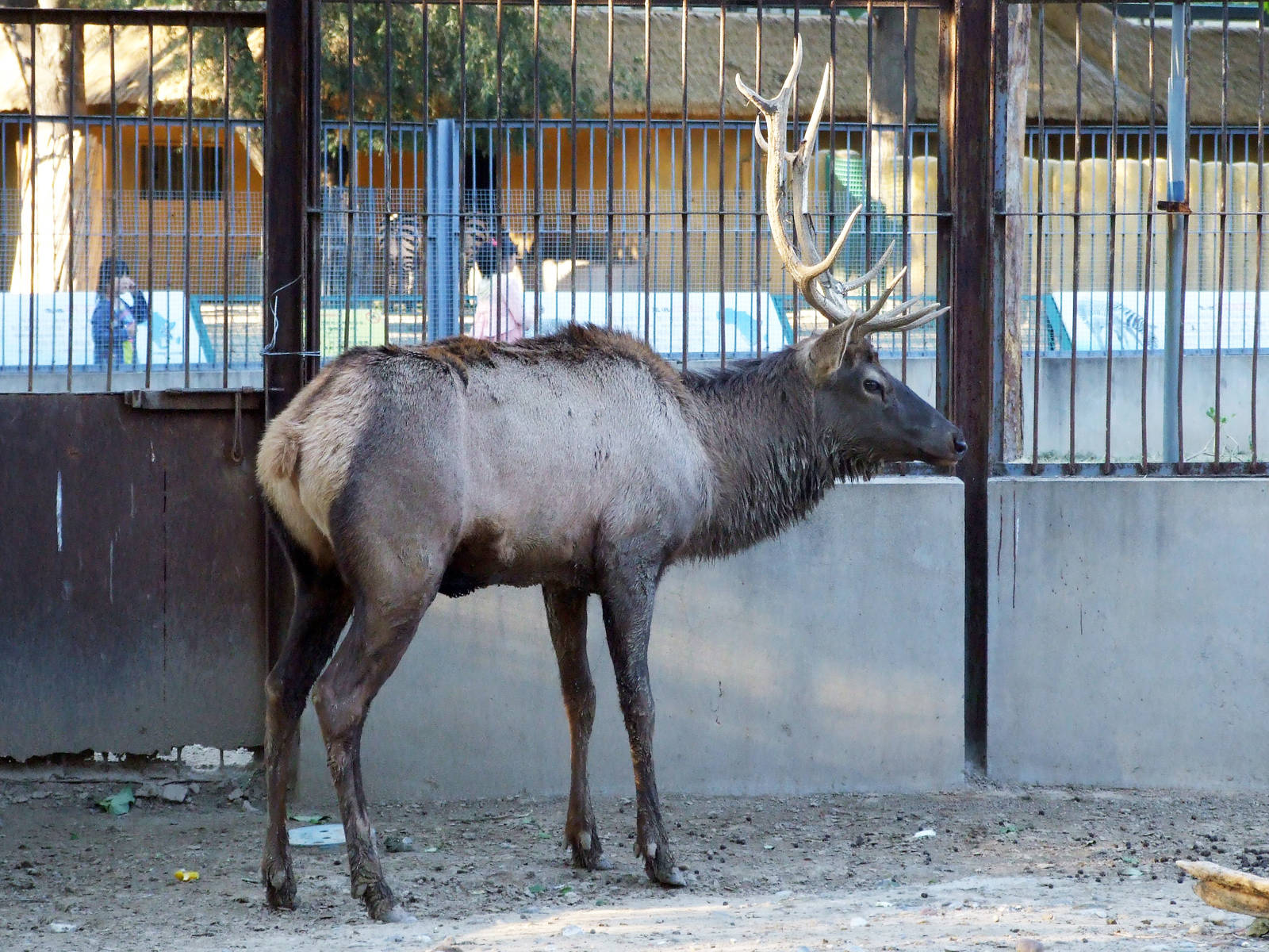 Manchurian wapiti (Cervus canadensis xanthopygus)