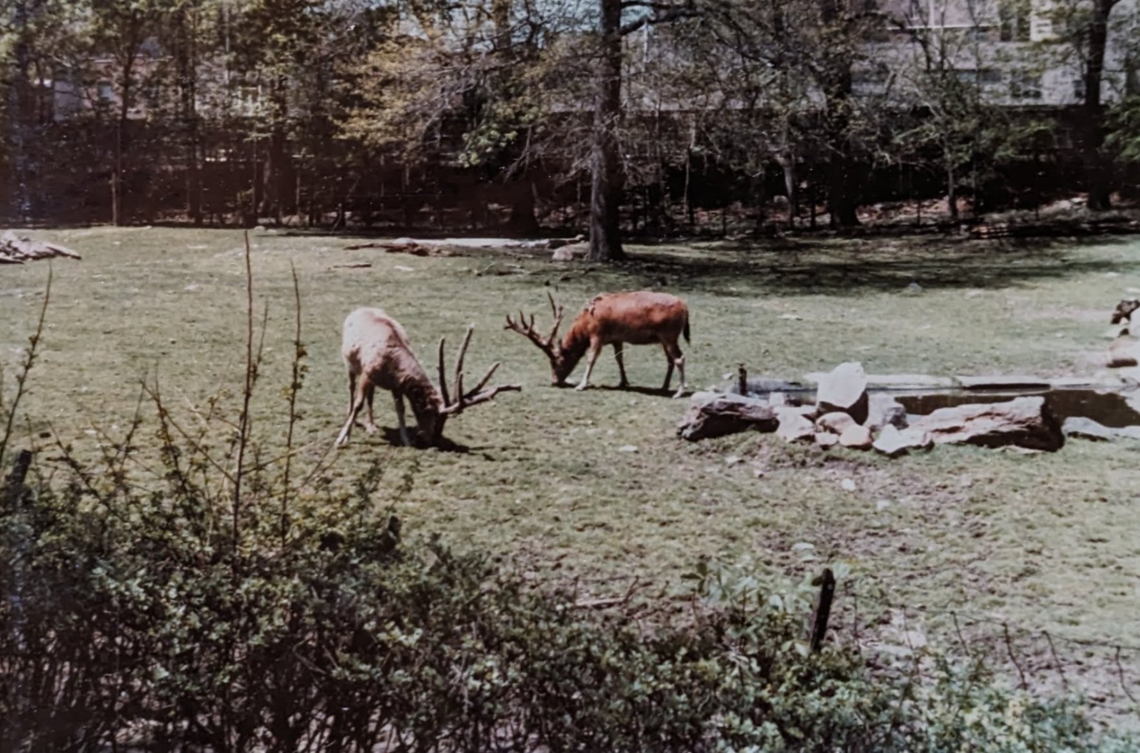 Manchurian Wapiti (May 1982)