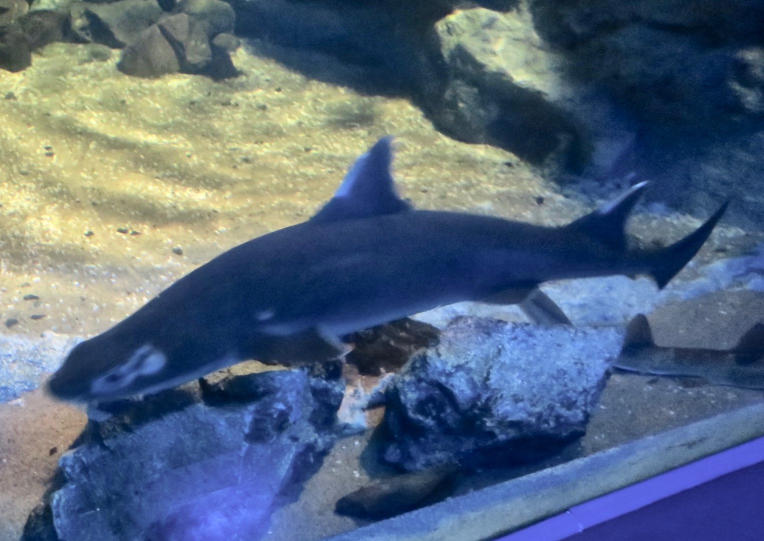 Mandarin Dogfish (Cirrhigaleus barbifer)