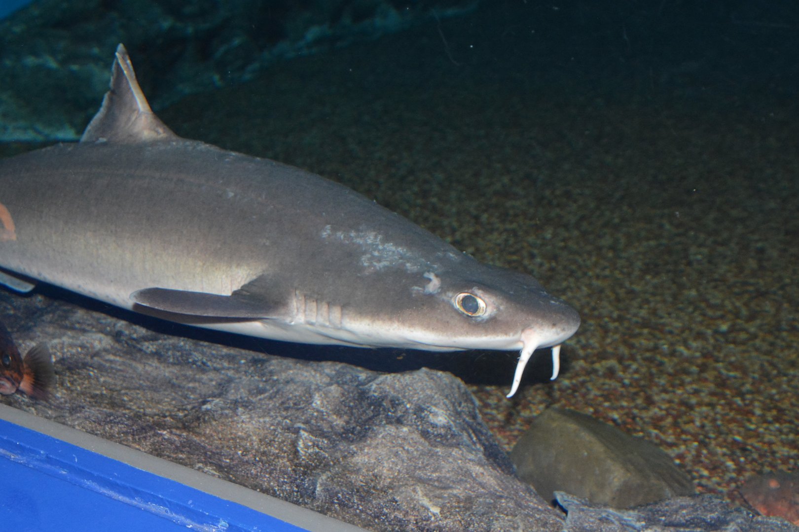 Mandarin dogfish (Cirrhigaleus barbifer)