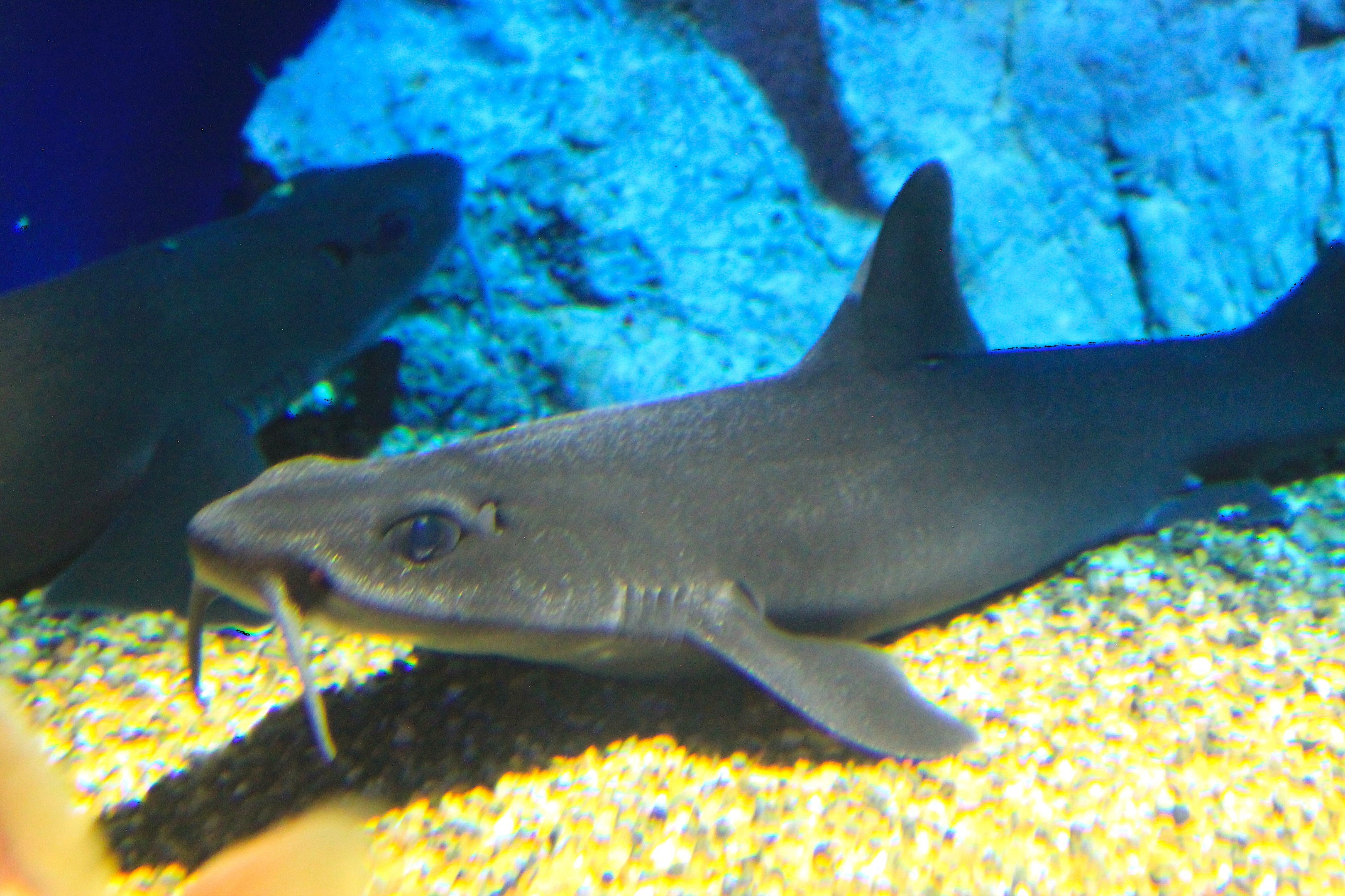 Mandarin Dogfish (Cirrhigaleus barbifer)