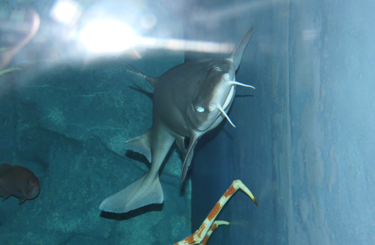 Mandarin Dogfish (Cirrhigaleus barbifer)