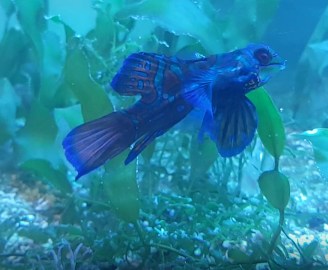 Mandarin dragonet - Synchiropus splendidus