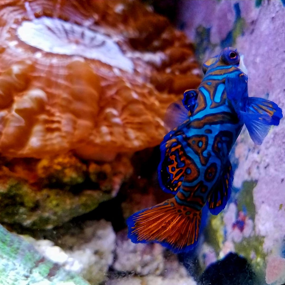 Mandarin Dragonet (Synchiropus splendidus)