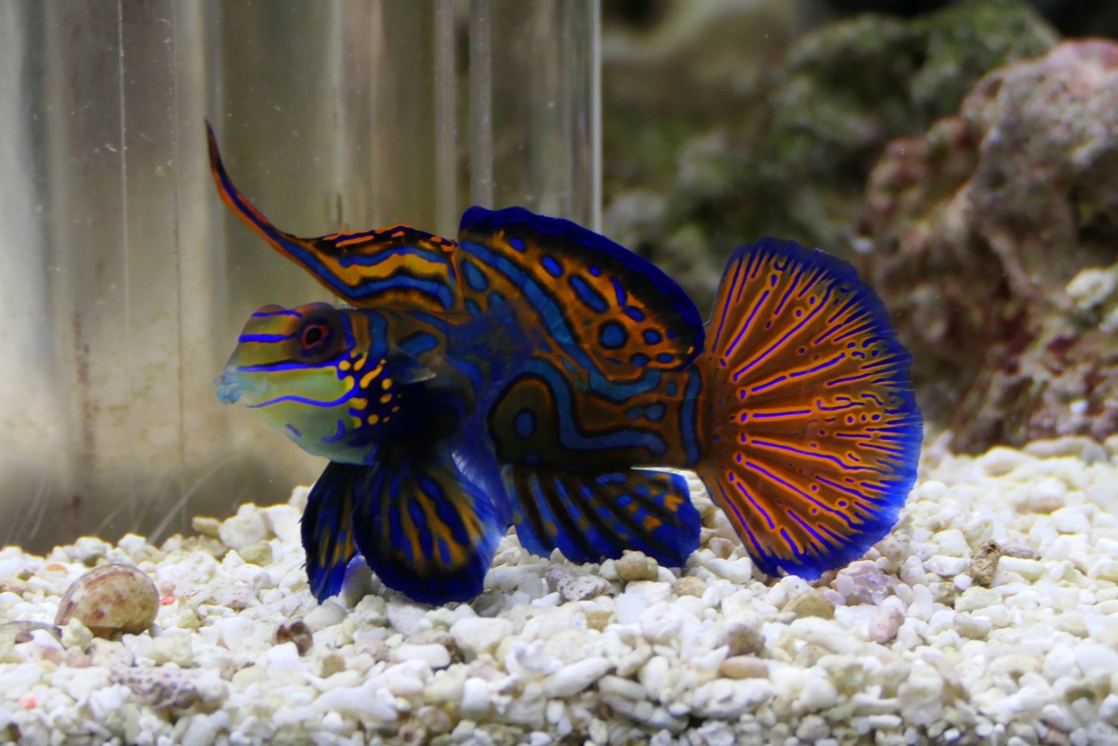 Mandarin Dragonet (Synchiropus splendidus)