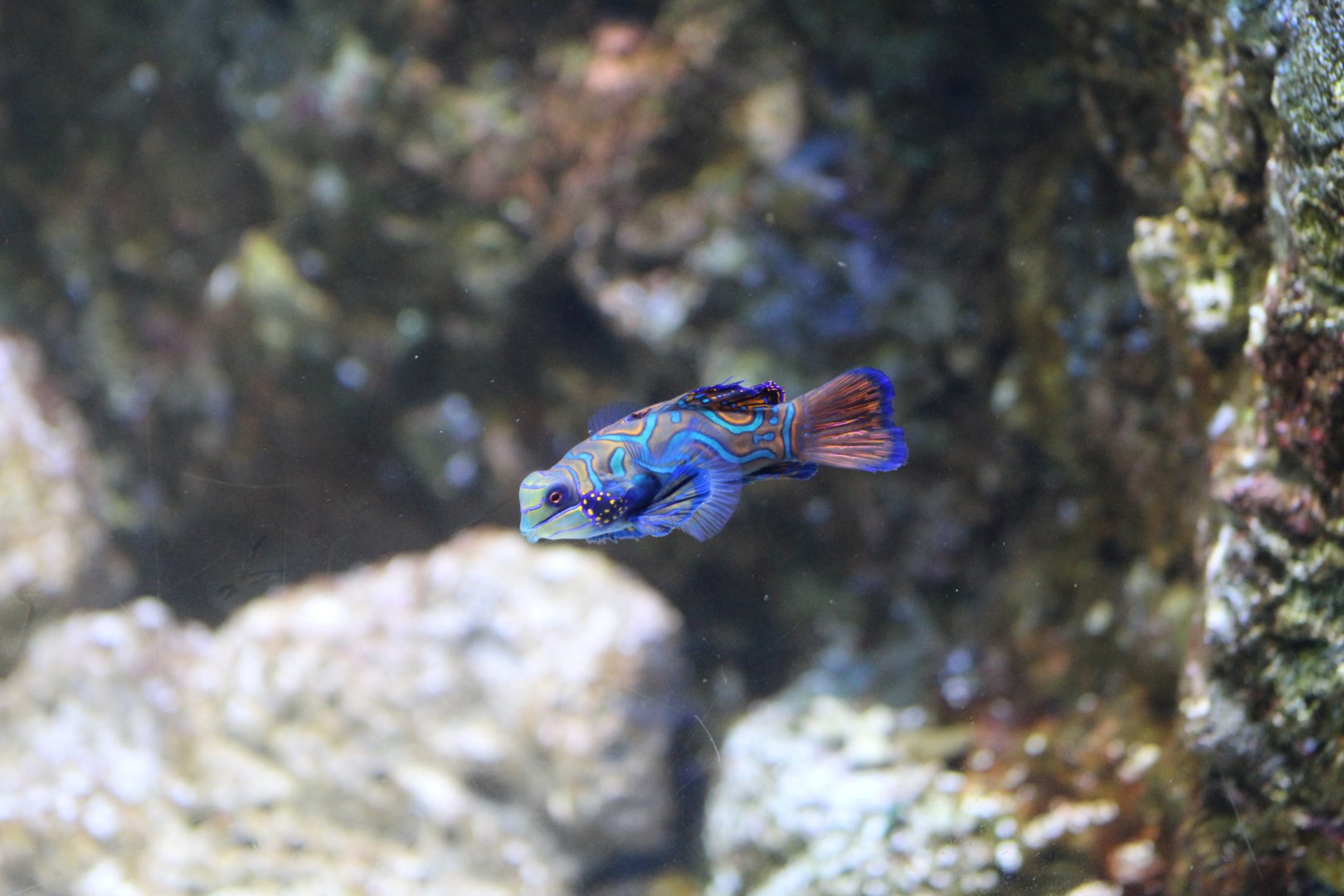 Mandarin Dragonet