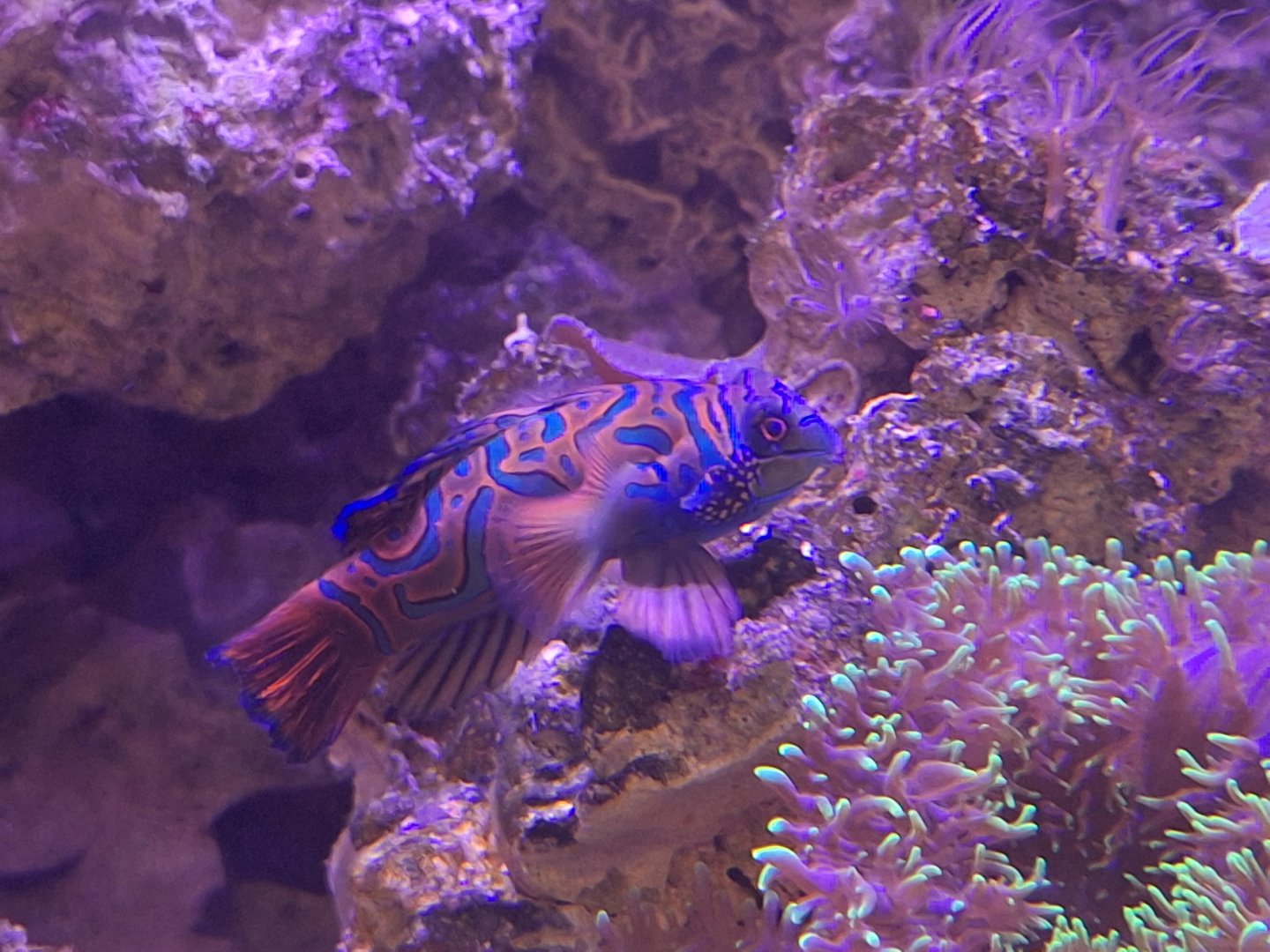 Mandarin Dragonet
