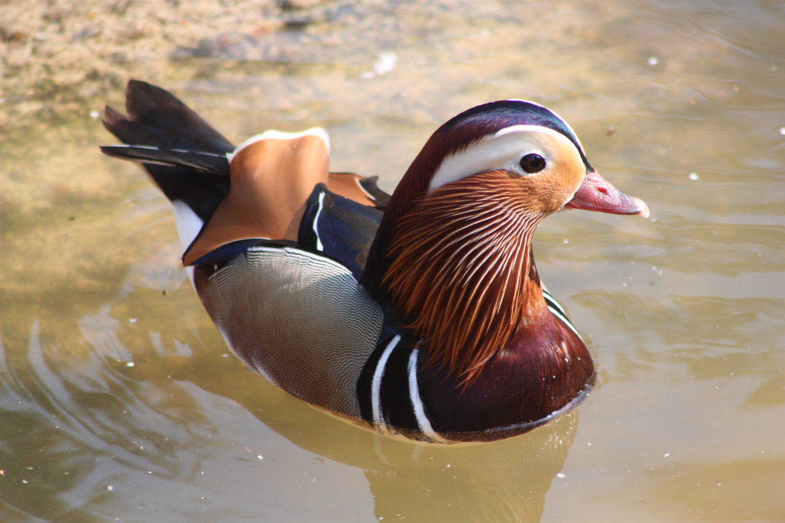 Mandarin drake, 18th May 2014