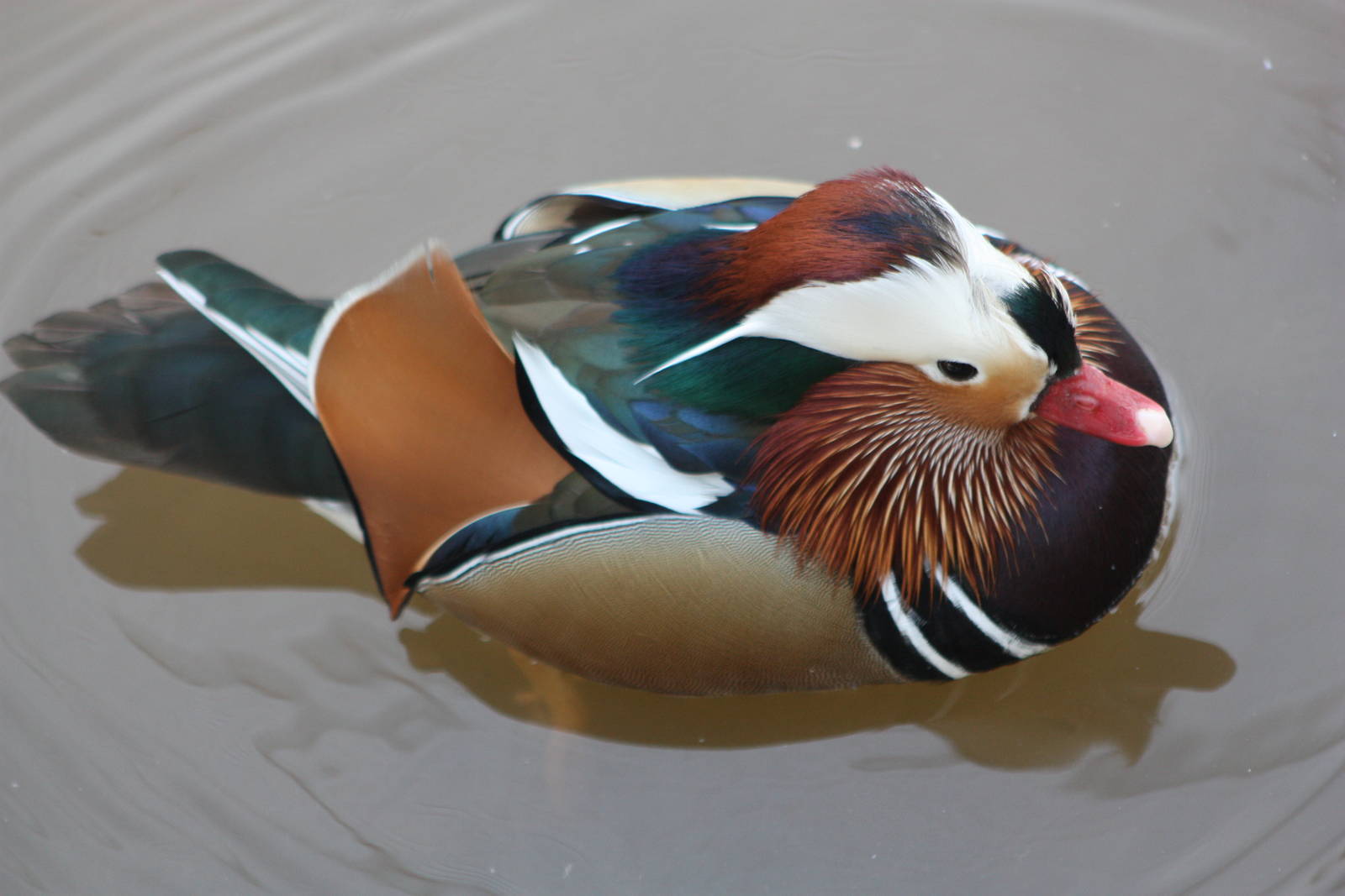 Mandarin drake, 7th March 2015