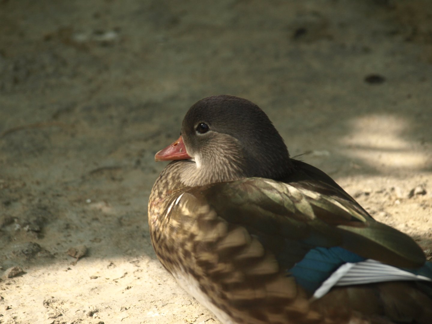 Mandarin drake, eclipse plumage - Lake View Point Bird park 12/7/2018