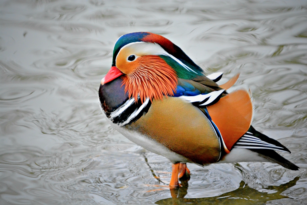 Mandarin Drake