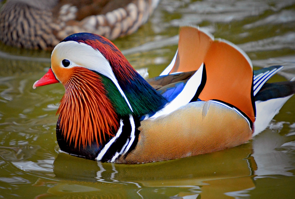 Mandarin Drake