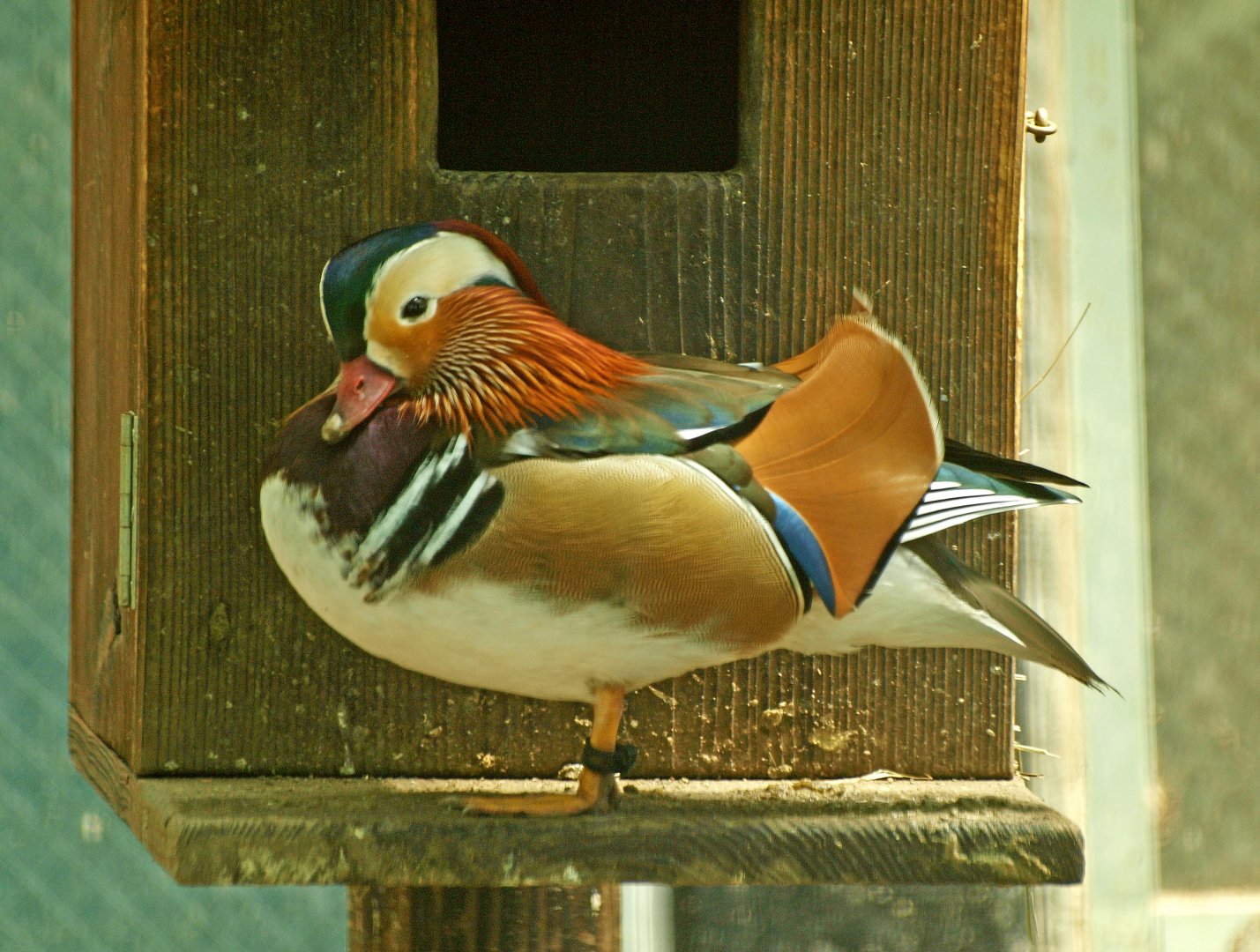 Mandarin drake