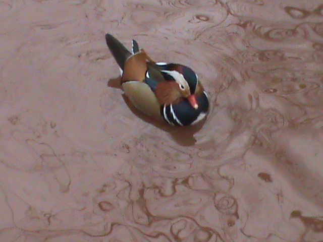 mandarin duck 200212