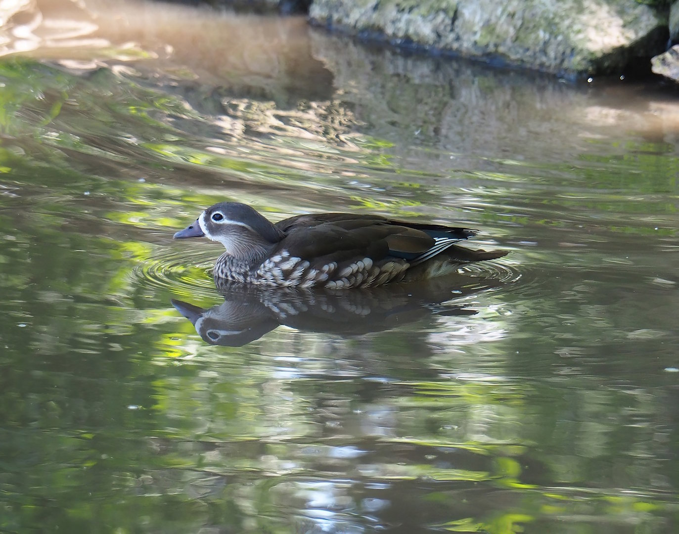 Mandarin duck (Aix galericulata), 2023-05-19
