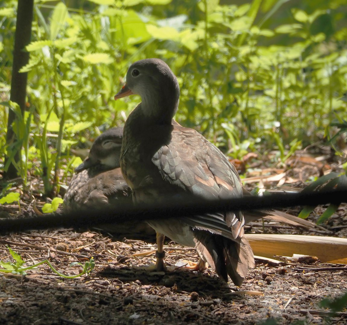 Mandarin duck (Aix galericulata), 2024-06-30