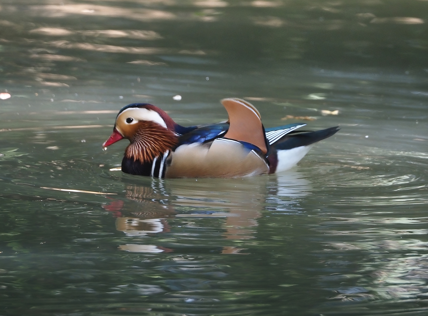 Mandarin duck (Aix galericulata), 2024-09-17