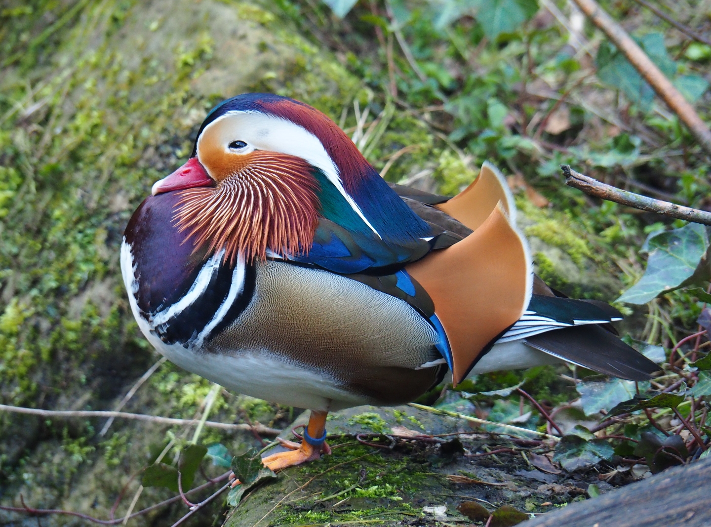 Mandarin duck (Aix galericulata) drake, 2019-03-30