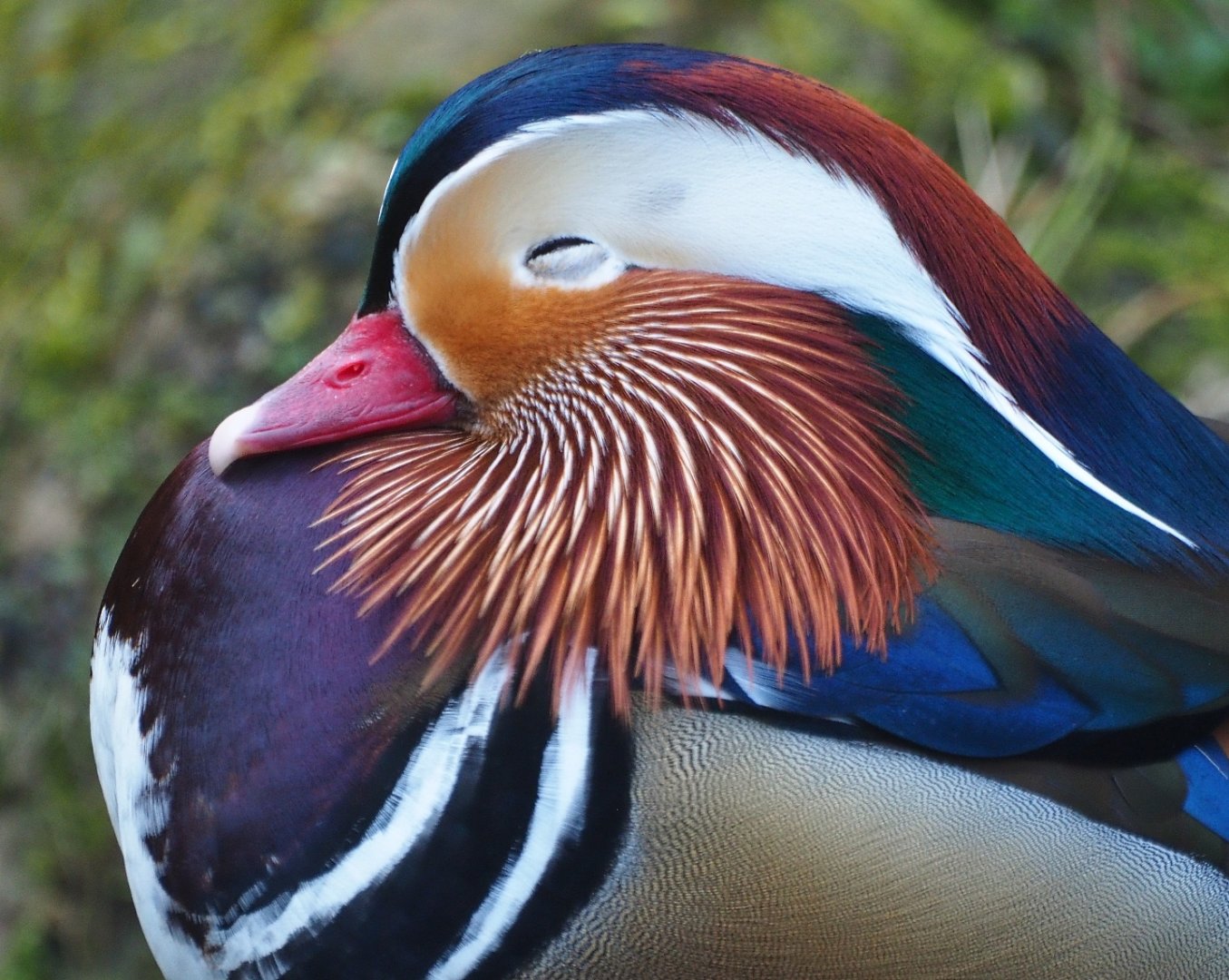 Mandarin duck (Aix galericulata) drake, 2019-03-30