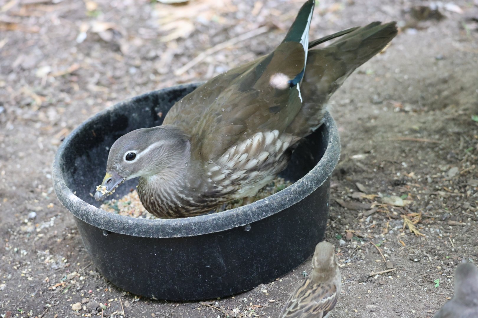 Mandarin duck (Aix galericulata) female
