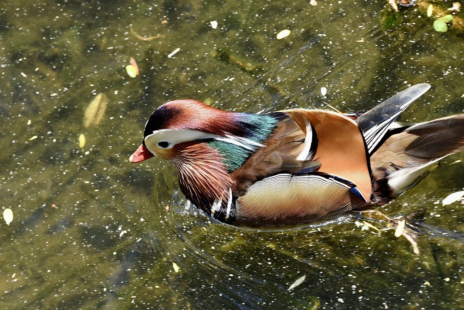 Mandarin Duck (Aix galericulata) male