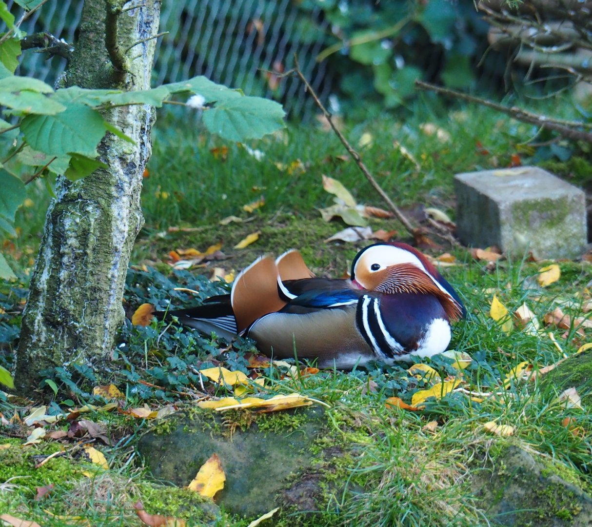 Mandarin duck (Aix galericulata), Oct 13th, 2018