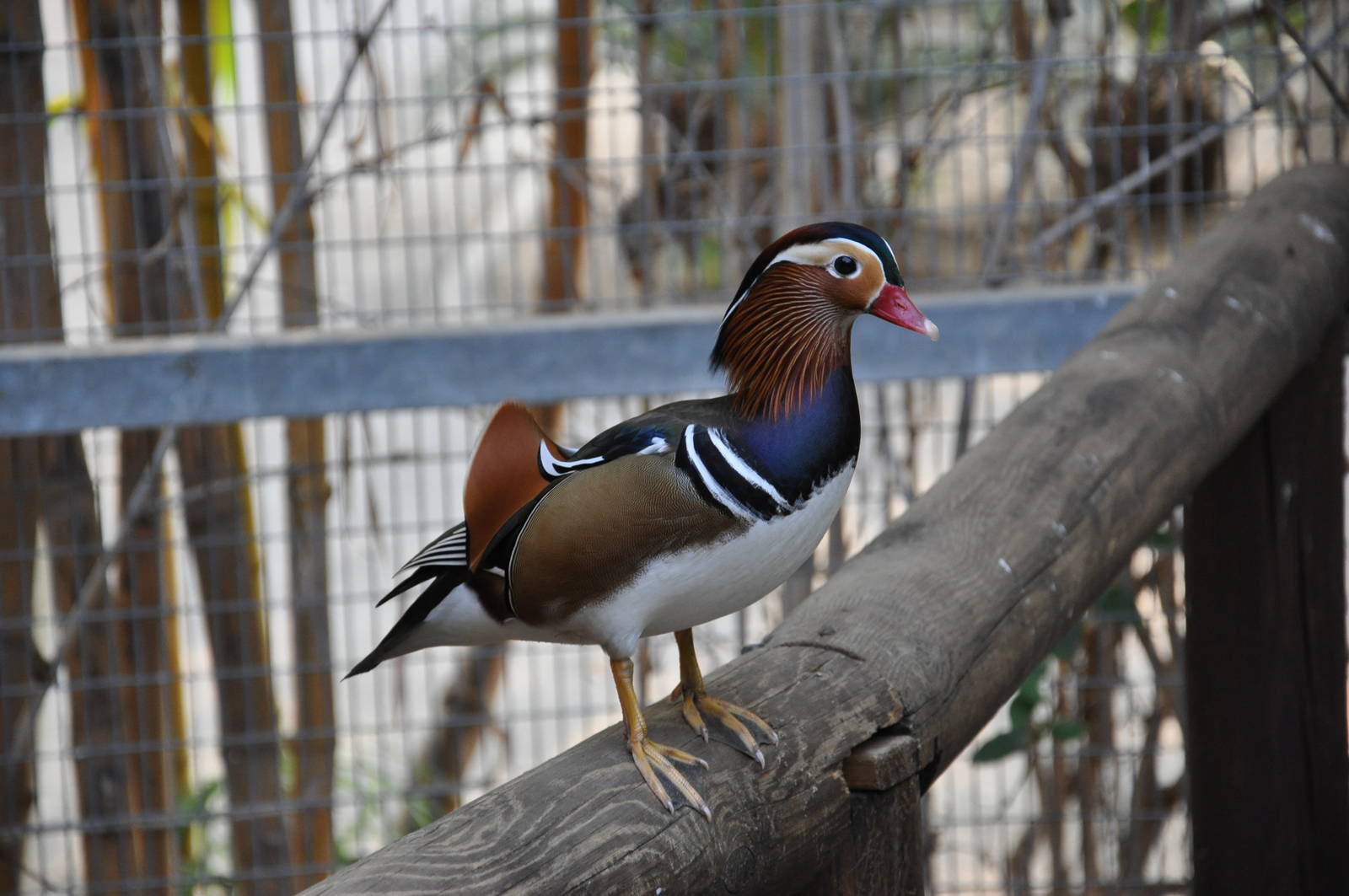 Mandarin duck / Aix galericulata