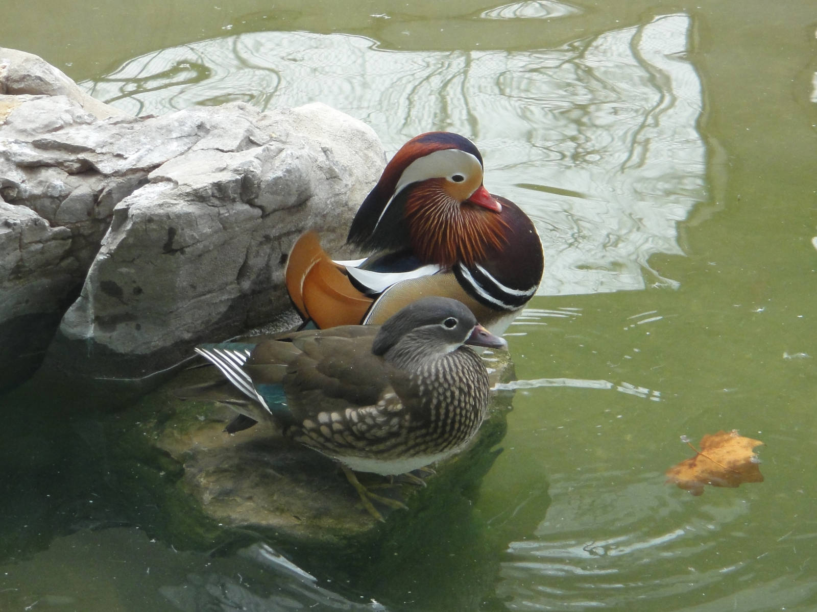 Mandarin Duck (Aix galericulata)