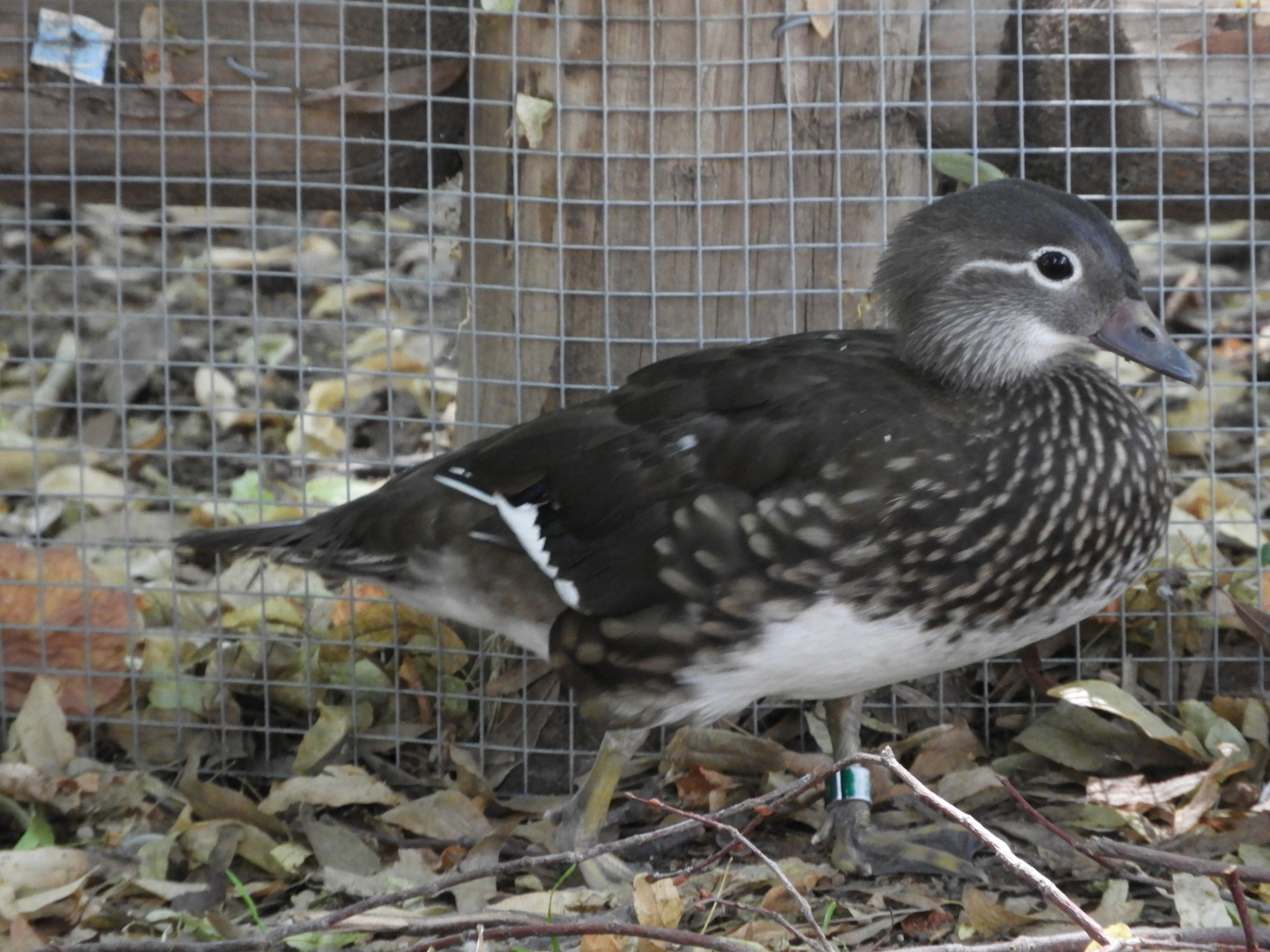 Mandarin Duck (Aix galericulata)