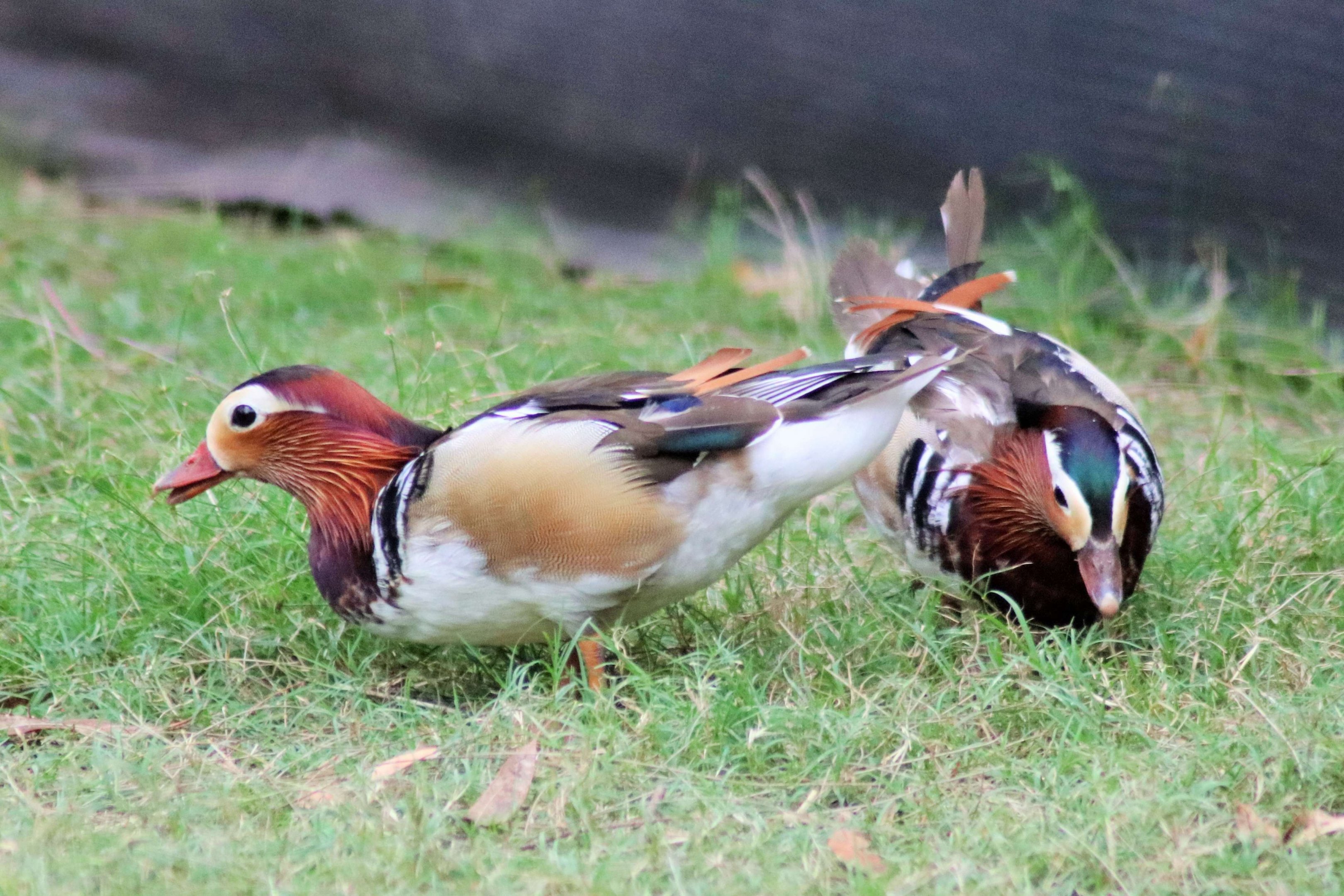 Mandarin Duck (Aix galericulata)