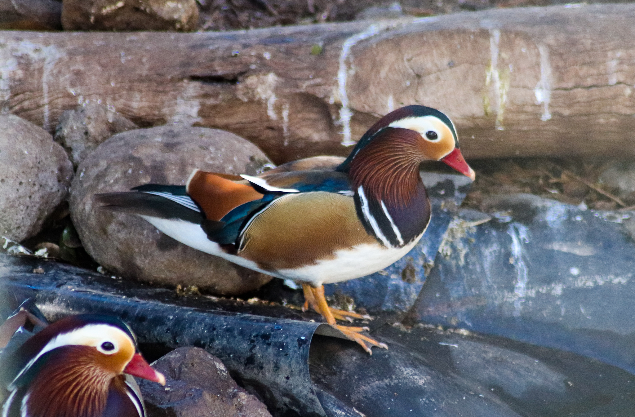Mandarin Duck (Aix galericulata)