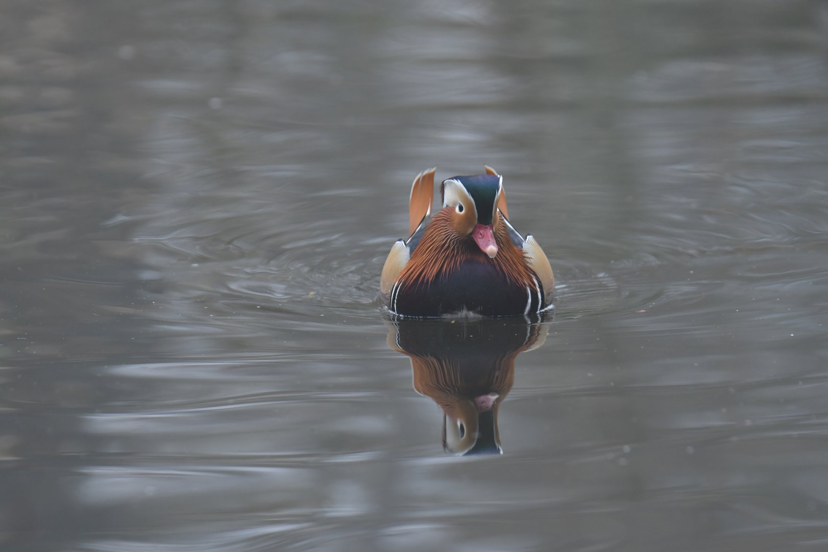 Mandarin duck (Aix galericulata)