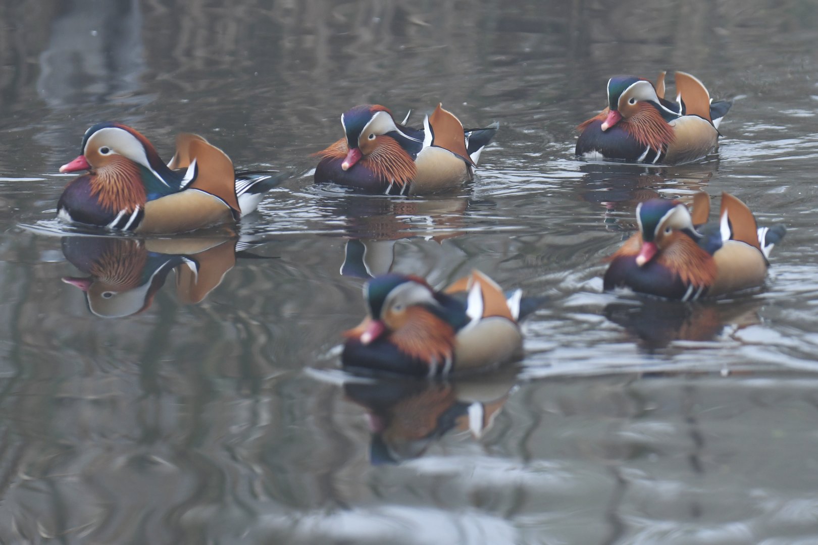 Mandarin duck (Aix galericulata)