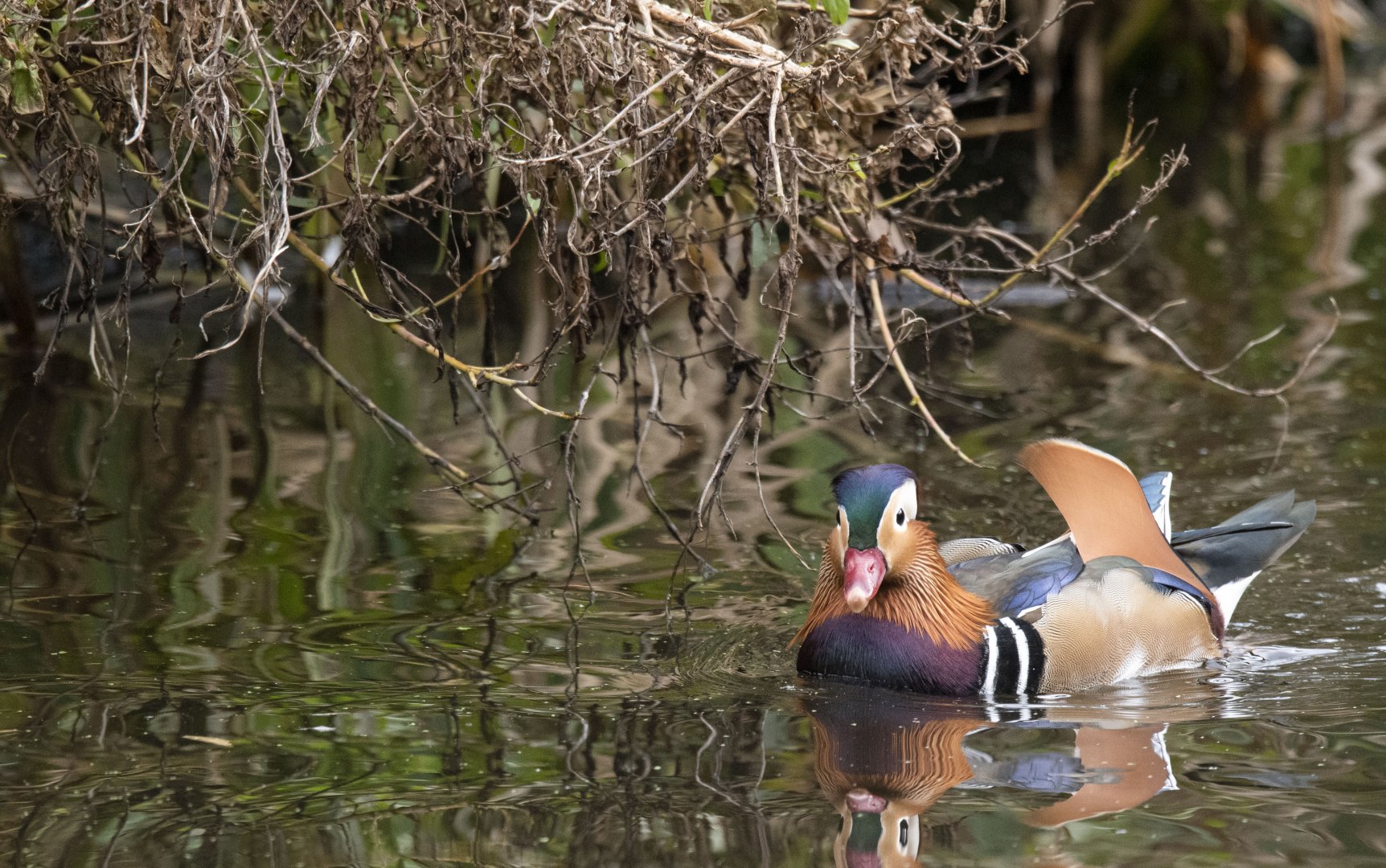 Mandarin duck (Aix galericulata)