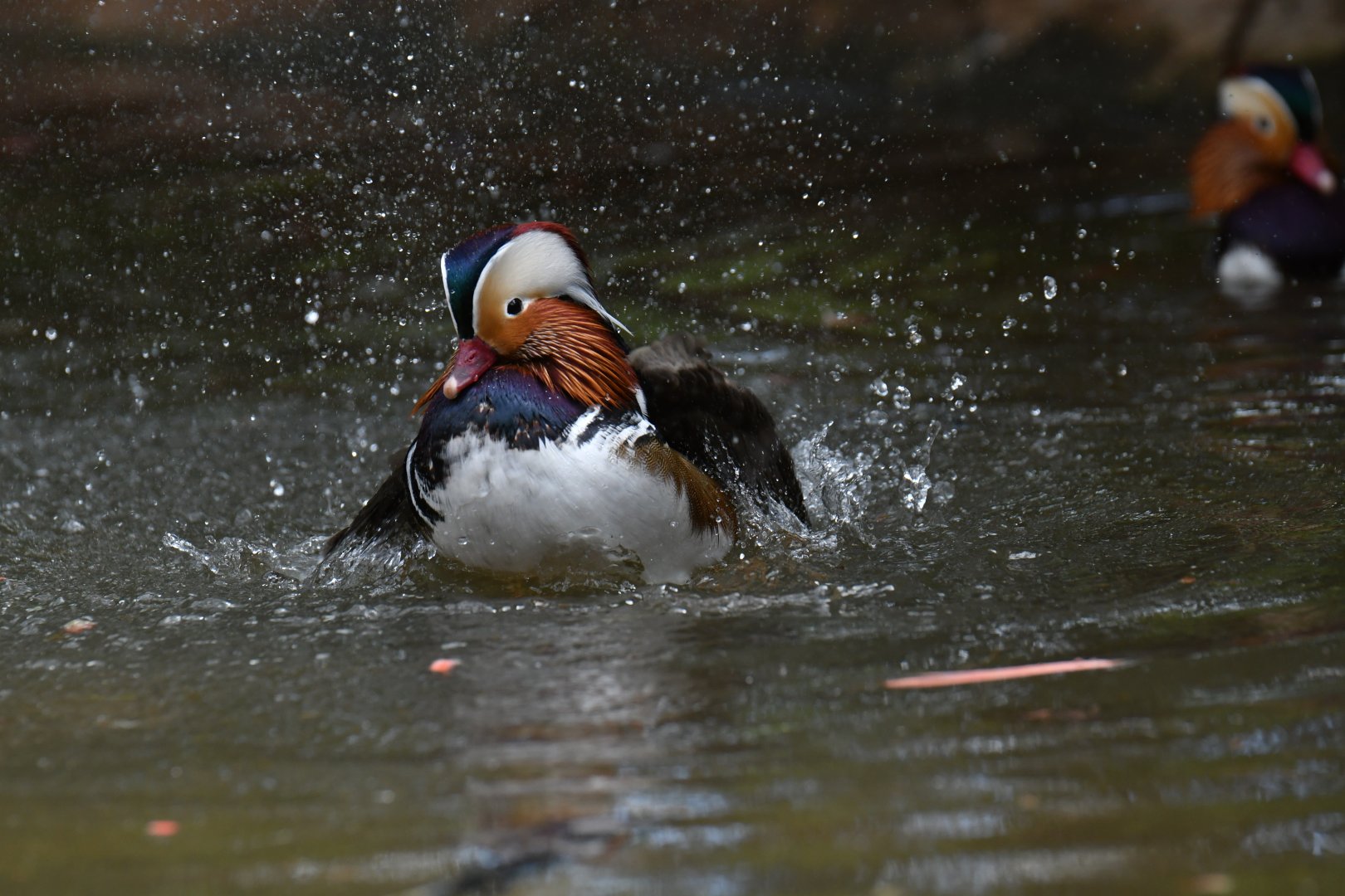 Mandarin Duck Aix galericulata