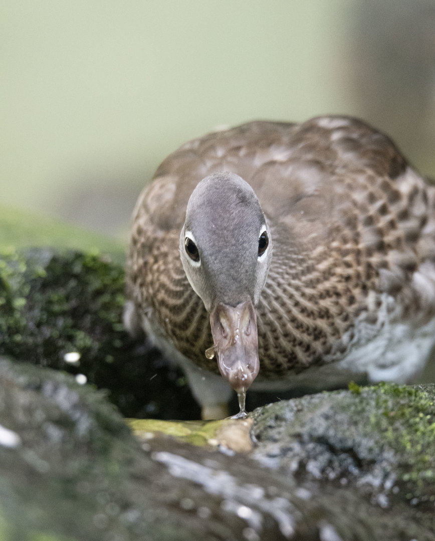 Mandarin duck (Aix galericulata)