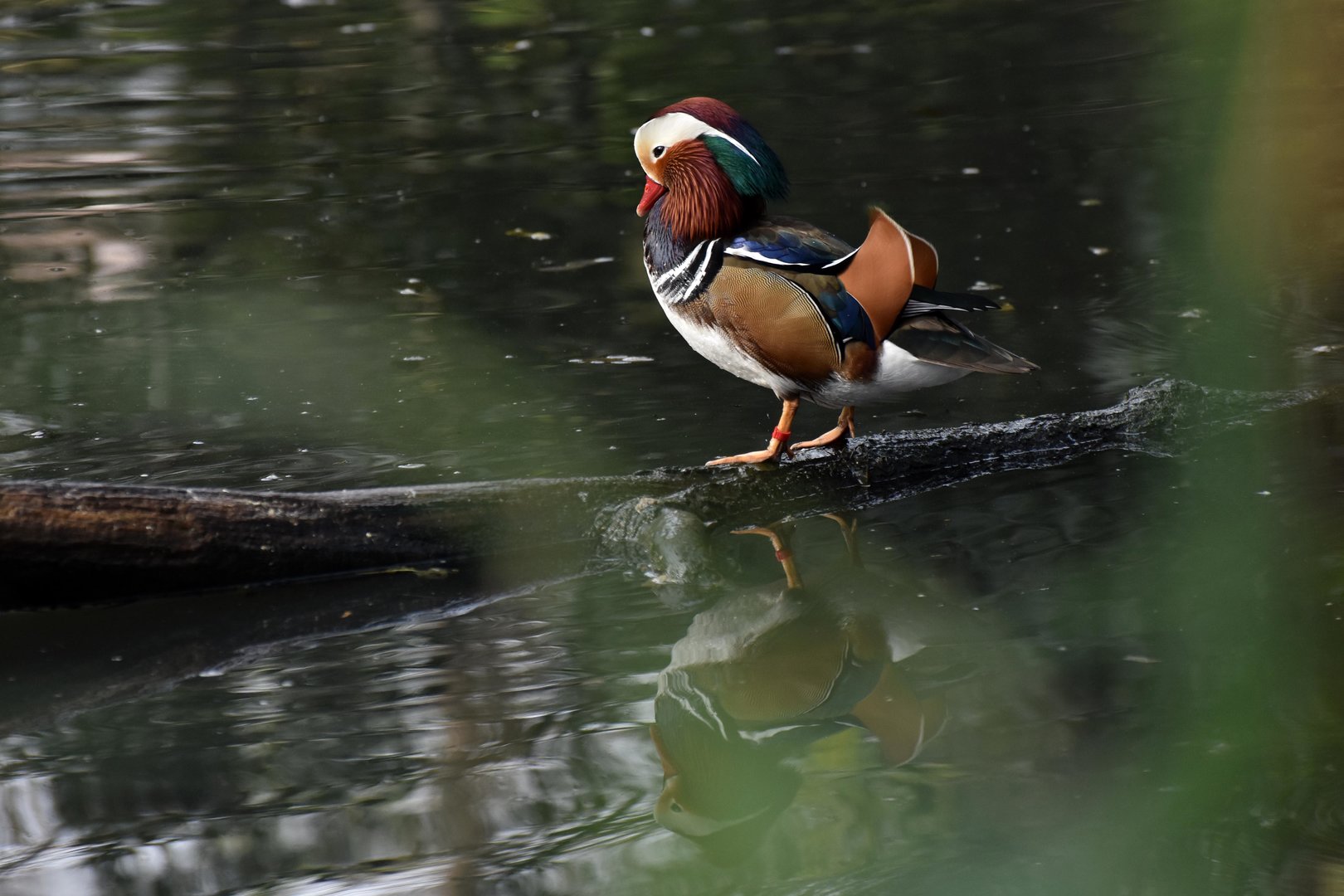Mandarin Duck Aix galericulata