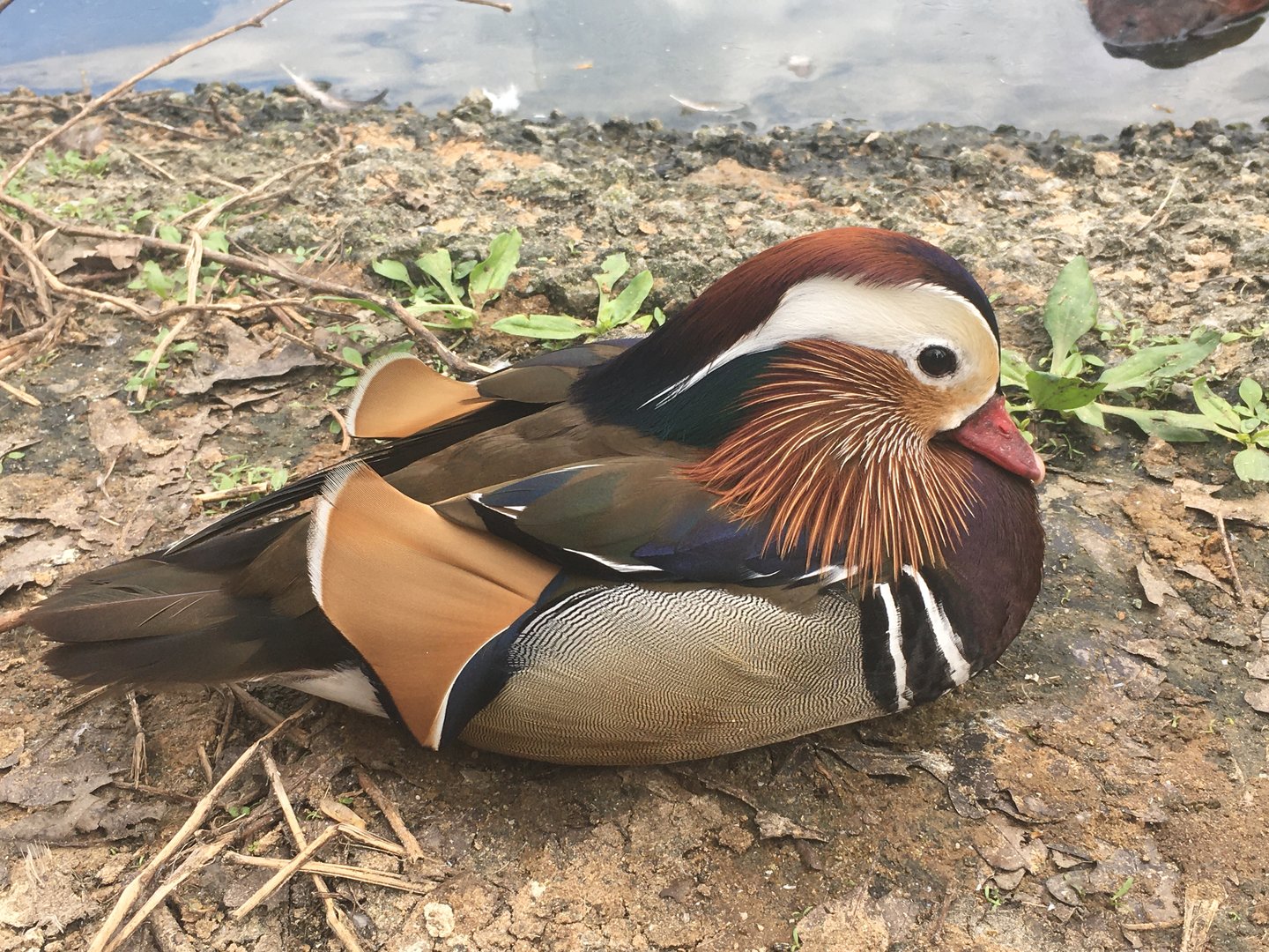Mandarin Duck (Aix galericulata)