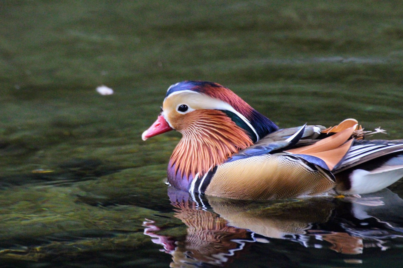 Mandarin Duck (Aix galericulata)