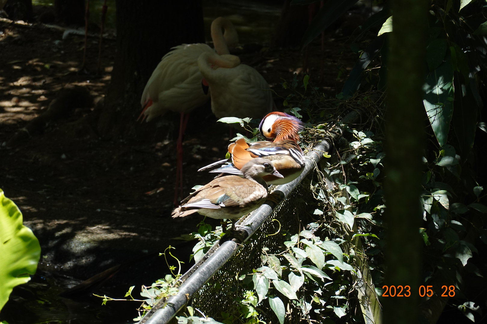 Mandarin Duck (Aix galericulata)