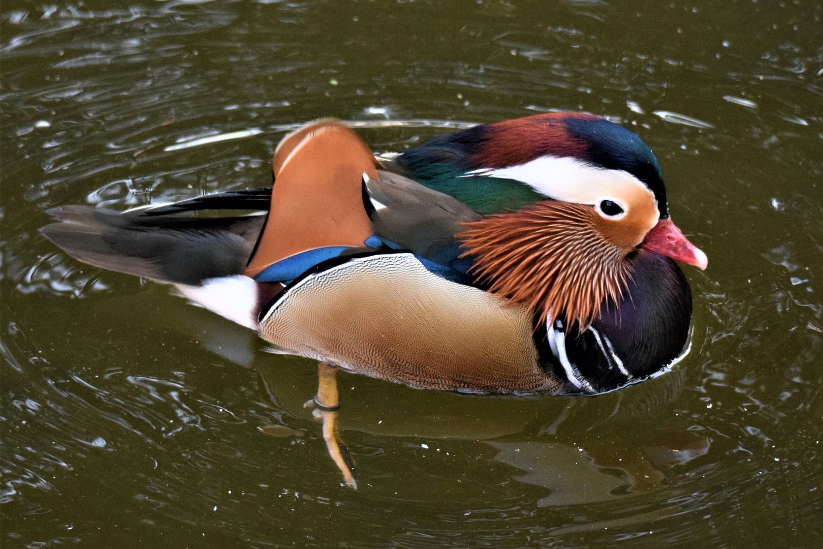 Mandarin Duck (Aix galericulata)