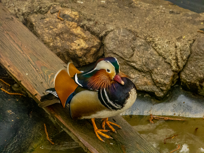 mandarin duck (Aix galericulata)