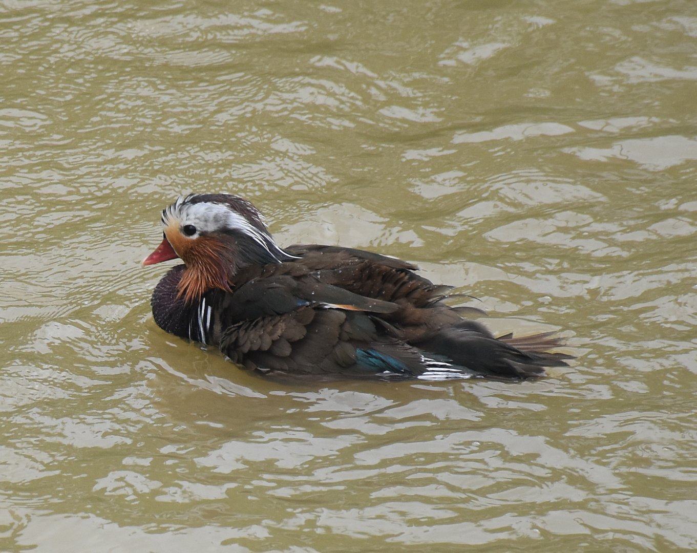 Mandarin Duck (Aix galericulata)