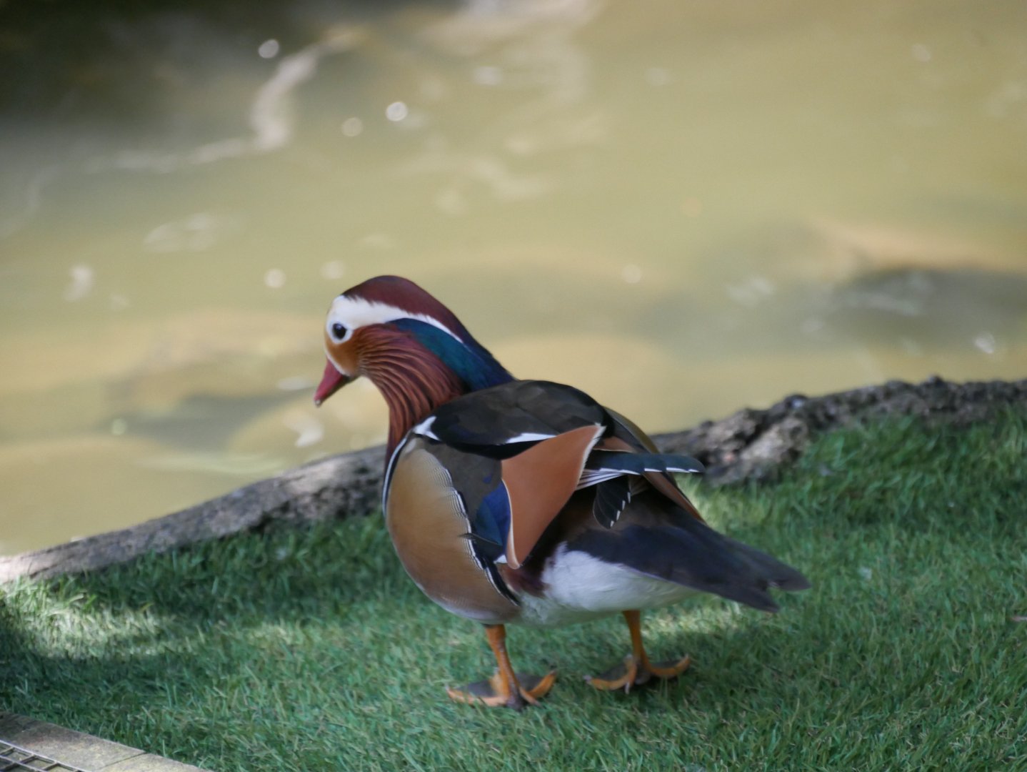 Mandarin Duck (Aix galericulata)