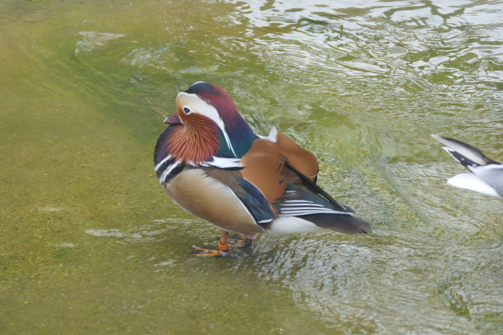 Mandarin Duck (Aix galericulata)
