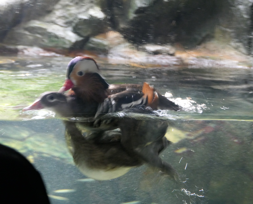 Mandarin Duck (Aix galericulata)