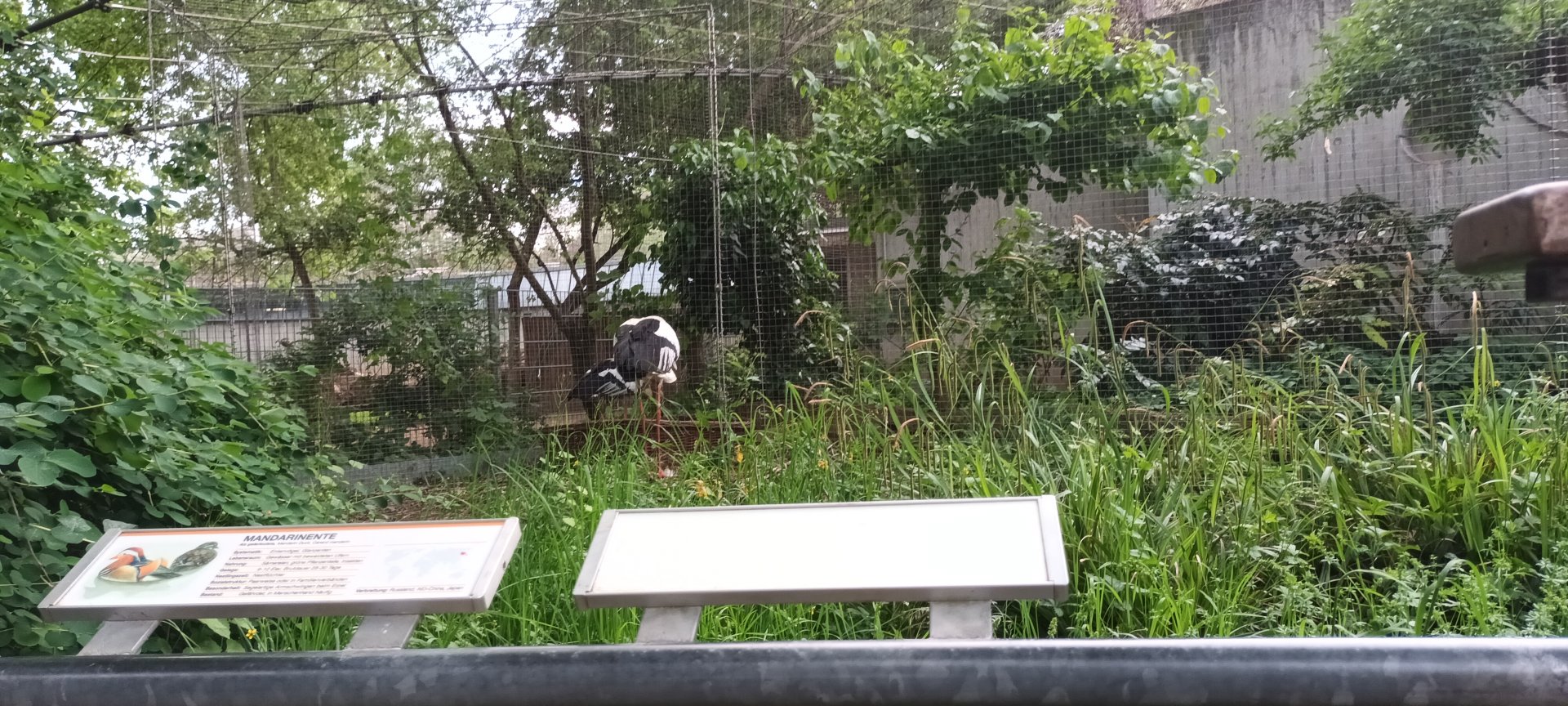 Mandarin Duck and Oriental white Stork Aviary