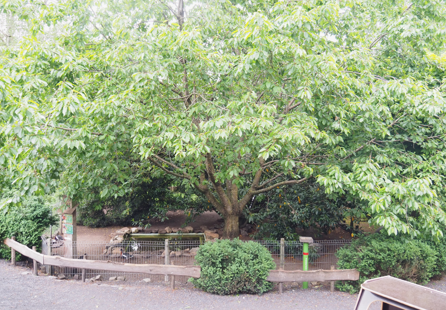 Mandarin duck and Red-breasted goose exhibit, 2022-05-17