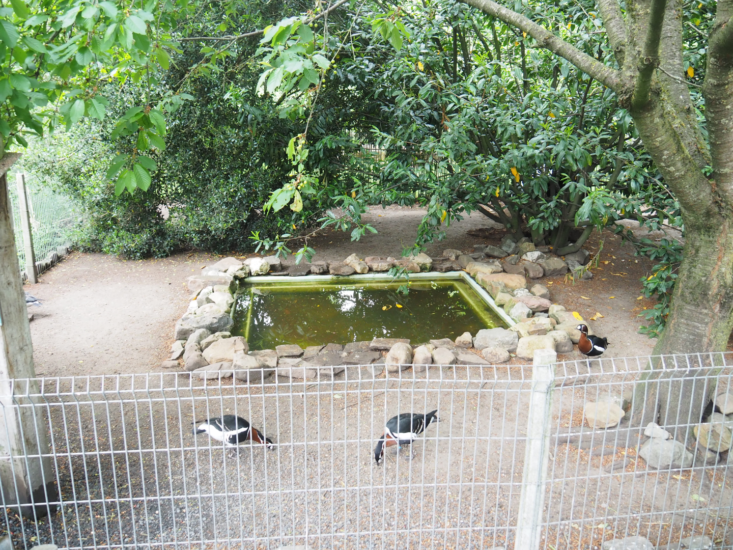 Mandarin duck and Red-breasted goose exhibit, 2022-05-17